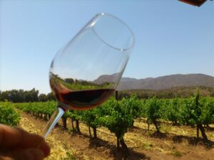 Tour a los viñedos en la Ruta del Vino, Valle de Guadalupe