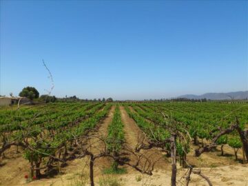 Tour Valle de Guadalupe Colectivo - Imagen 11