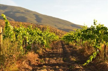 Viñedos en Valle de Guadalupe, Tour a la Ruta del Vino