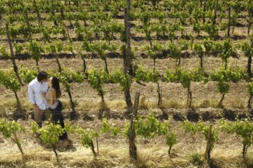 Tour Valle de Guadalupe Colectivo - Imagen 7